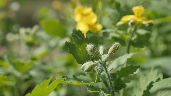 Shallow DOF herbaceous flower greater celandine close-up  1080p FullHD footage - Slow motion yellow  alt