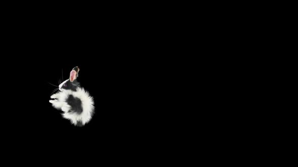 60 Rabbit Jump Over HD alt