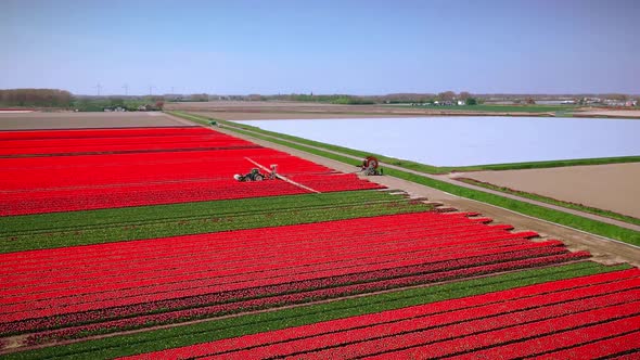 Agricultural crops sprayer in a field of tulips. Drone point of view from above