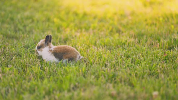 Little Rabbit Walks on the Lawn