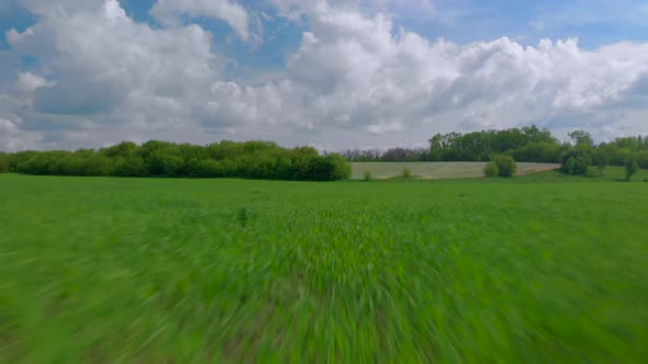 Extremly Close Flying Along the Green Young Wheat Field at Spring Sunny Day By Drone alt