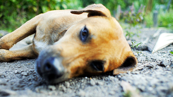 Dog Laying Down Resting alt