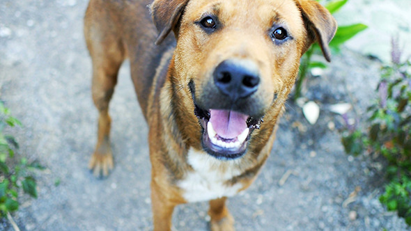 Dog Unrest Waiting to Play