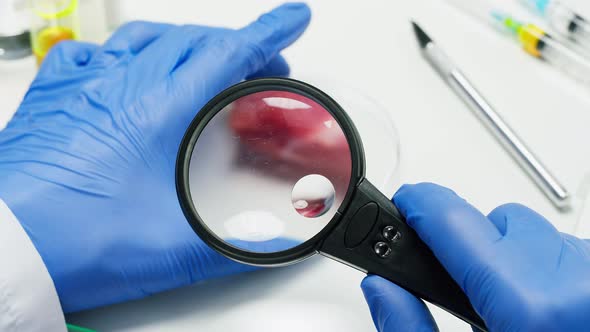 Medical Scientist Specialist Examining Meat with a Magnifying Glass in Modern Food Laboratory alt