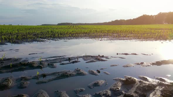 Young Corn Fields are Flooded with Water After Rain alt