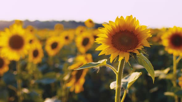 Sunflower Waving in the Wind in Sunflower Field on Sunset