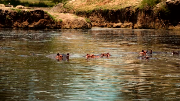 Hippopotamus Sitting In River. Couple Hippos Swim And Play In Lake Water. Tanzania Safari Serengeti. alt