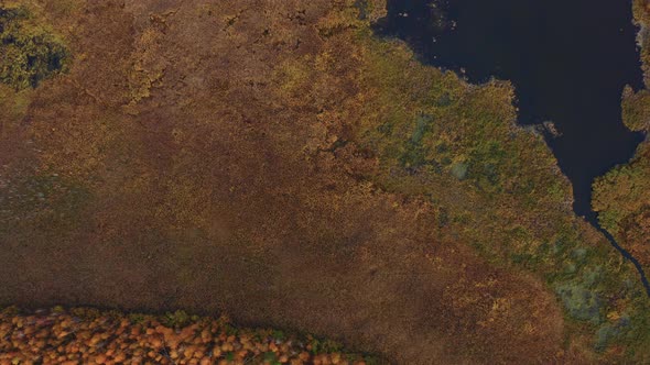 Aerial Top View of Beautiful Lake Surrounded By Colorful Forest in Autumn