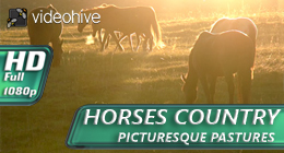 Horses Country