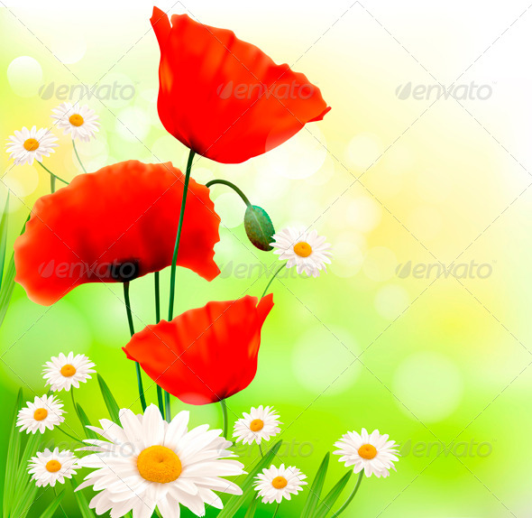 Spring Background with Red Poppy and Daisy - Flowers & Plants Nature