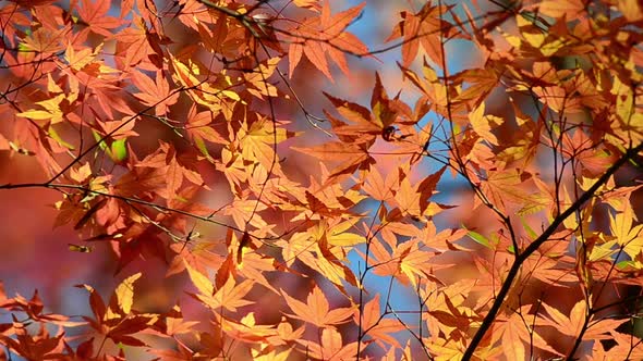 Autumn maple leaves on tree branches.