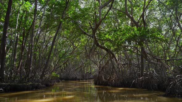 Beautiful Mangrove Forest with River