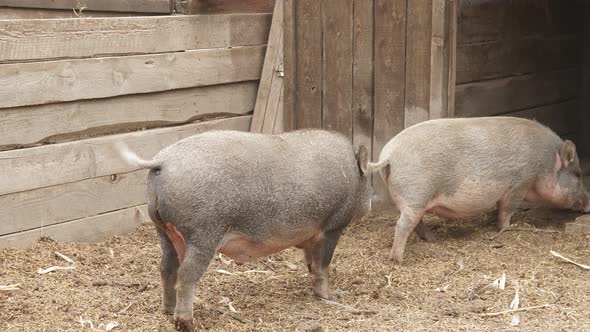 Funny Pigs Wag Their Tail and Go To Their Stable, Pen. the Concept of Agriculture alt