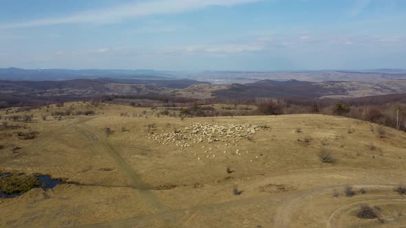 Flock of sheep drone view