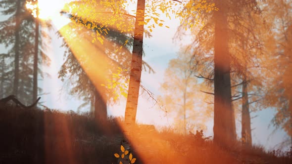 Scene of Sunrise in a Birch Forest on a Sunny Summer Morning with Fog alt