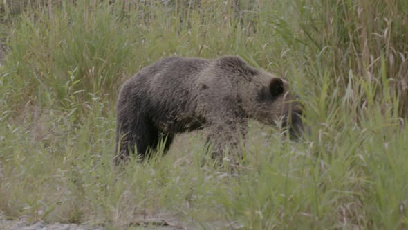 Grizzly Bear Walking Through Grass alt