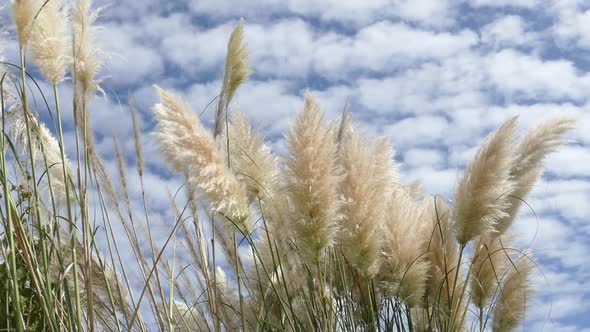 Shore Grass Pampas White Feather, Stock Footage | VideoHive