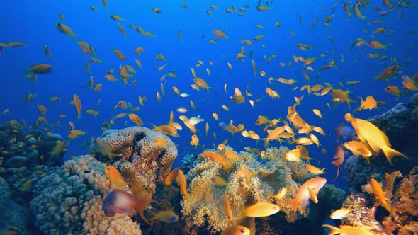 Tropical Coral Reef Marine Life alt