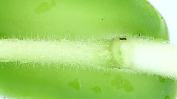 Detailed Analysis of a Plant Germ
