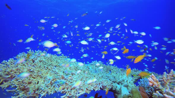 Orange Blue Green Fish alt