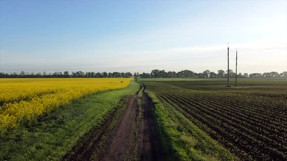 Aerial Drone View Flight Over Road Between a Yellow Flowering Rapeseed Field alt