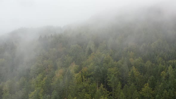 Thick misty clouds rising from lush spruce forest on cold morning day