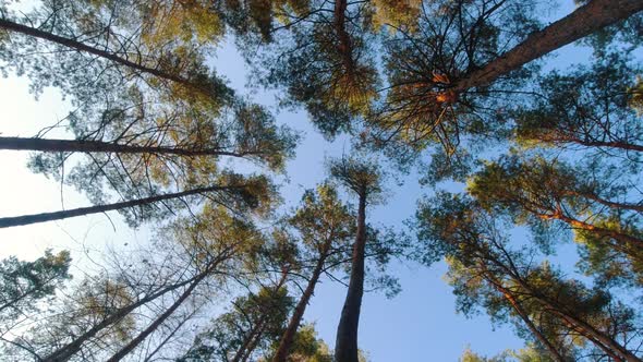 View on Top of Pine Trees in the Forest