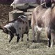 Herd of goats. A number of domestic goats walking  - VideoHive Item for Sale