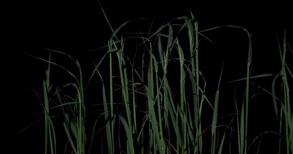 Green Grass. Nature. Summer. On A Black Background At Night