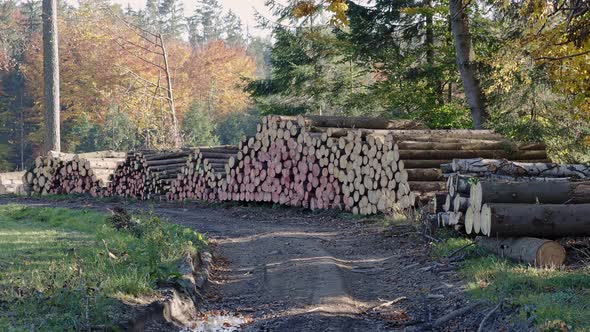 Pile of spruce wood in forest. A view of huge stacks of logs.