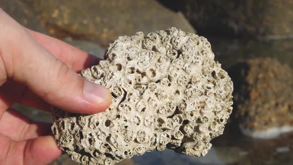 Marine Biologist Analyzing Tropical Seashore Organism