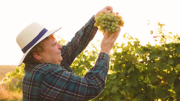 Elderly Woman with Hat Inspects a White Grape alt