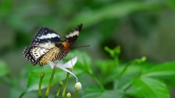 Malay Lacewing, Cethosia Cyane, Nymphalidae Family alt