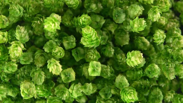 Super Slow Motion Shot of Fresh Green Hops Flying Towards Camera at 1000 Fps alt
