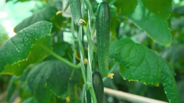 Cucumbers Growing in Modern Greenhouse Farm