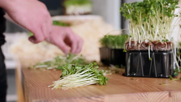 The Female Gardener Is Sorting the Seedlings of Some Vegetable on the Table alt