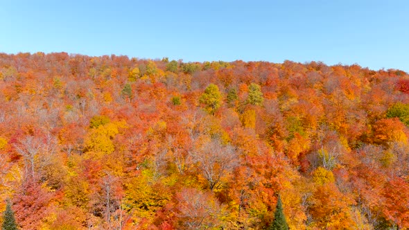 4K camera drone panning panorama view of stunning autumn foliage colors.