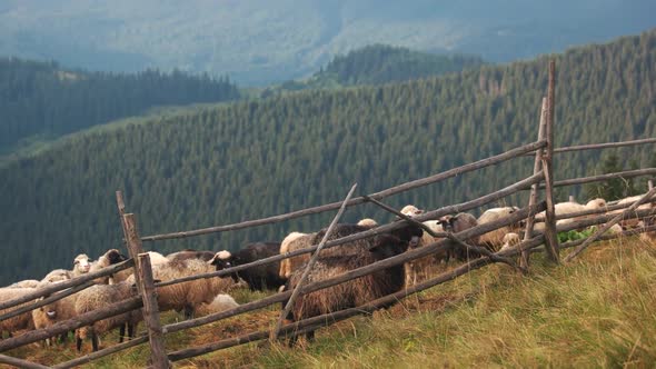 Beautiful Landscape of Mountains with Grazing Sheeps alt
