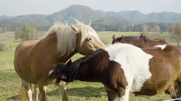 Horses Ion Nature, Two of Them Stand Closely To Each Other and Lightly Clean One Another alt