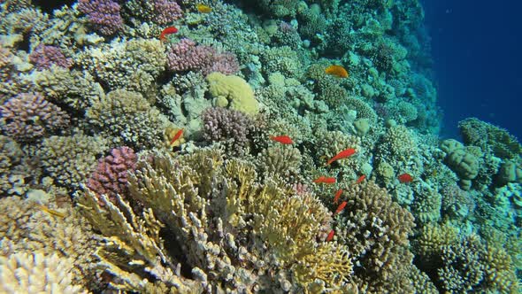 Many Red Small Fish Swim Among Corals in Red Sea alt