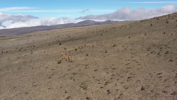Aerial view of a group of lamas or vicunas that is running over the large plains alt