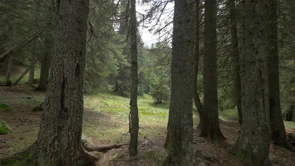 Forest Glade in A Spruce Forest alt