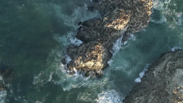 Sea Lions On The Rock, In The Nature Sanctuary, Coast Of Cobquecura, Chile - aerial top down alt