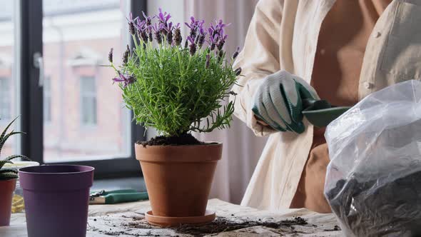 Woman Planting Pot Flowers at Home alt
