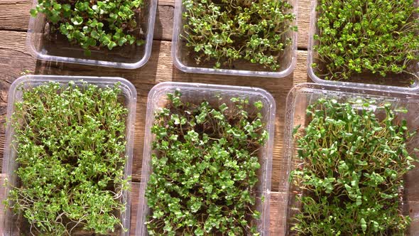 Growing Microgreen in Plastic Trays alt