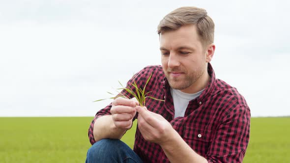 Man Farmer Working in the Field Inspects the Crop Wheat Germ Natural a Farming alt