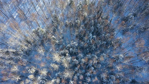 Forest in the Snow