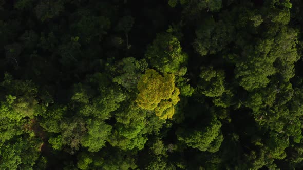 Zooming in on the yellow flowers of a tree in the canopy of a tropical forest alt