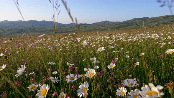 Walking Through Summer Meadow, Field of Flowers, Enjoying Daisies, Lupins and Other Wildflowers alt