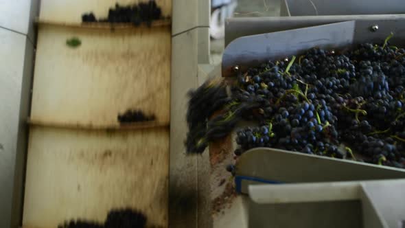 Conveyor with Red Wine Grape at Wine Factory Red Wine Production alt